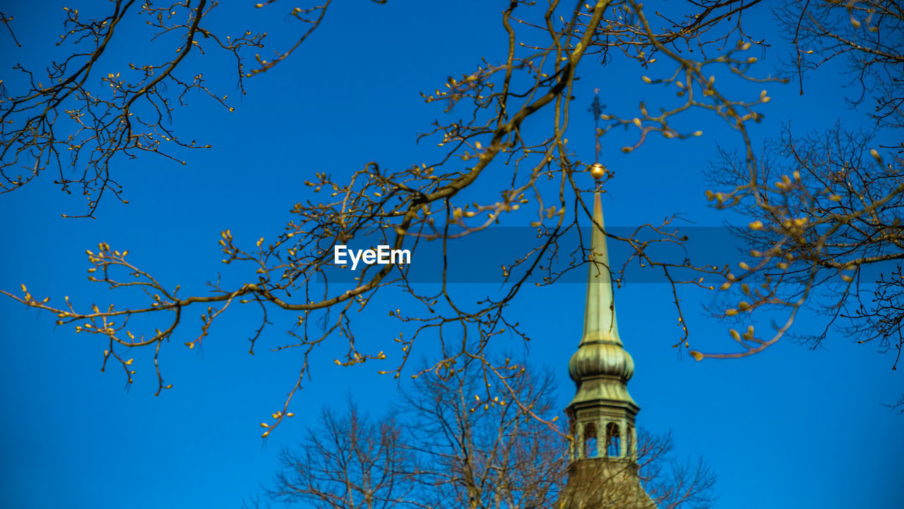 LOW ANGLE VIEW OF TREE AGAINST BLUE SKY