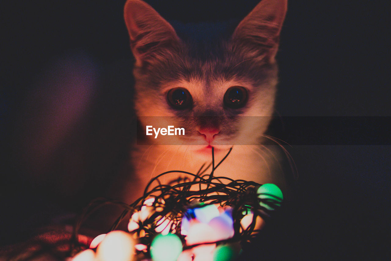 CLOSE-UP PORTRAIT OF CAT WITH ILLUMINATED LIGHT