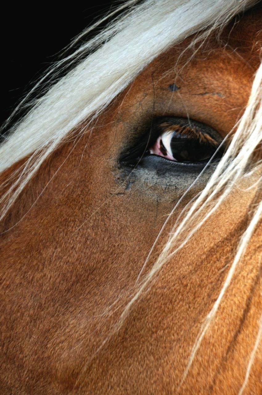 Close-up portrait of horse