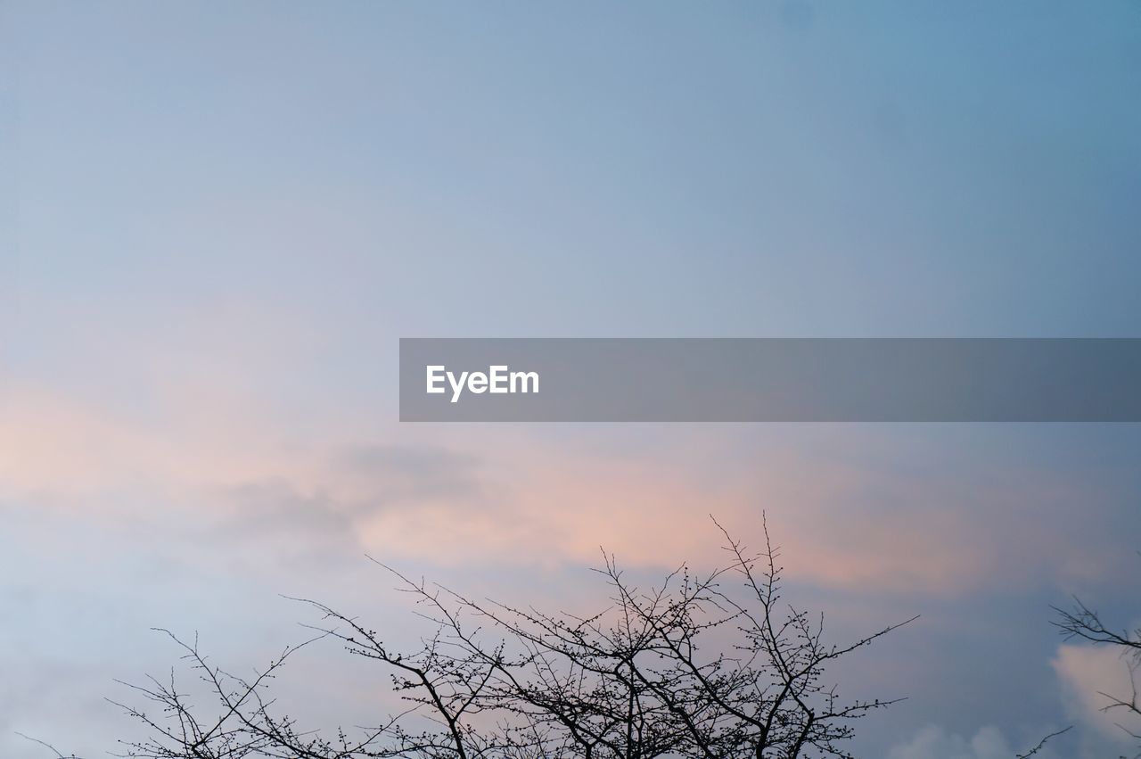 LOW ANGLE VIEW OF BARE TREES AGAINST SKY