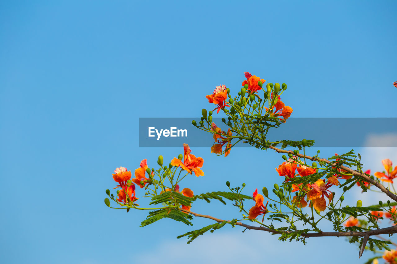 Low angle view of orange flowering plant against blue sky