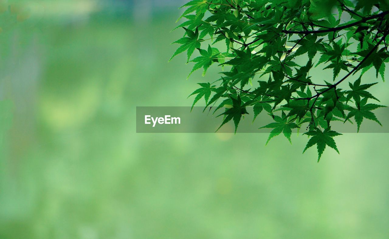 Close-up of maple leaves