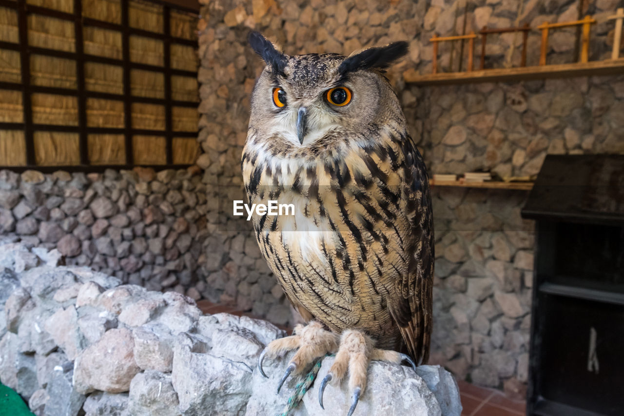 A beautiful barn owl