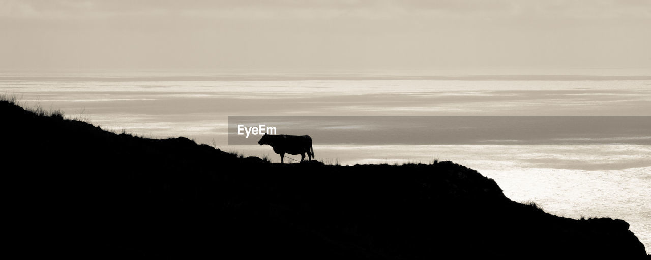 Silhouette cow on hill against sky during sunset