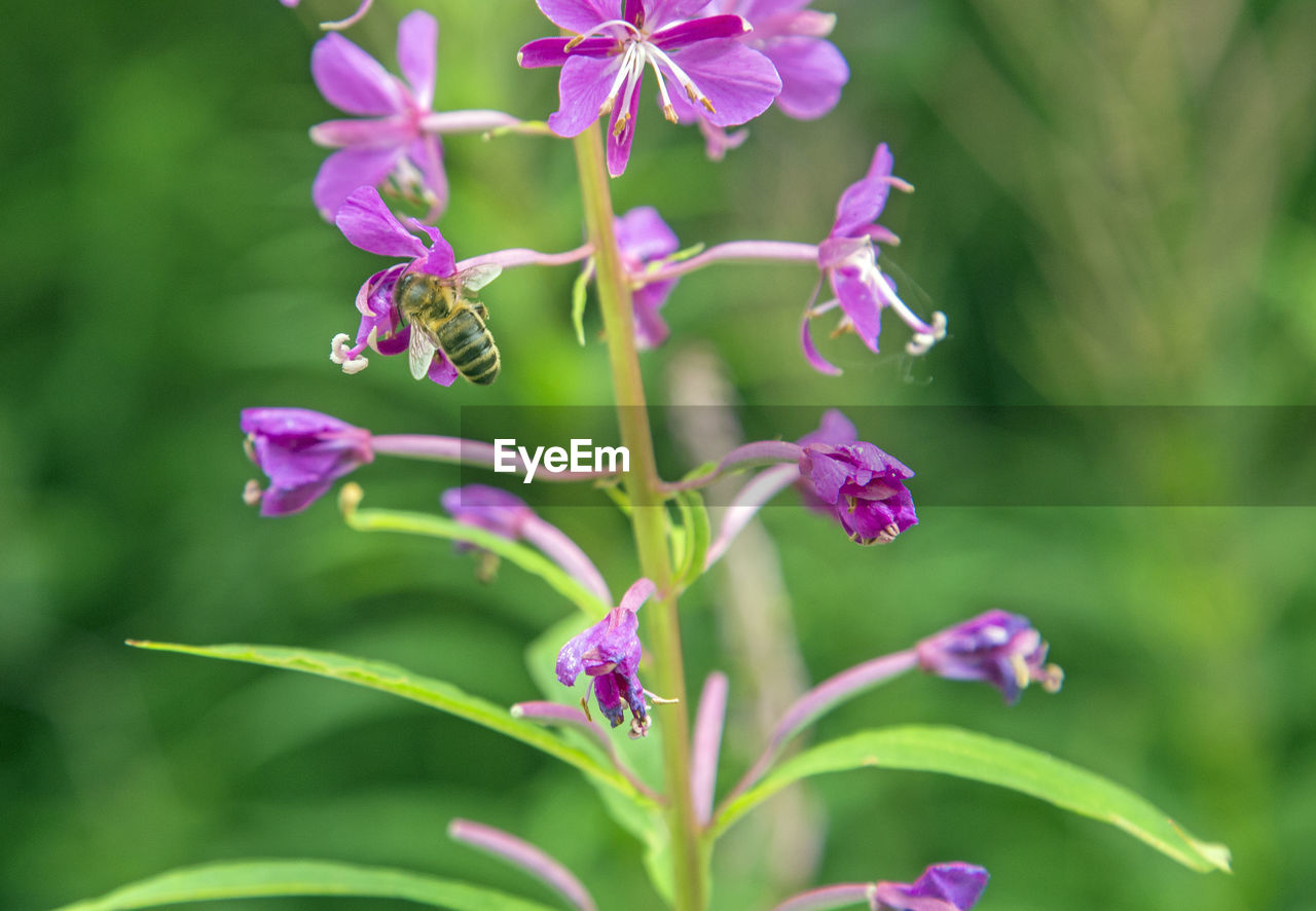 CLOSE-UP OF FLOWERING PLANT