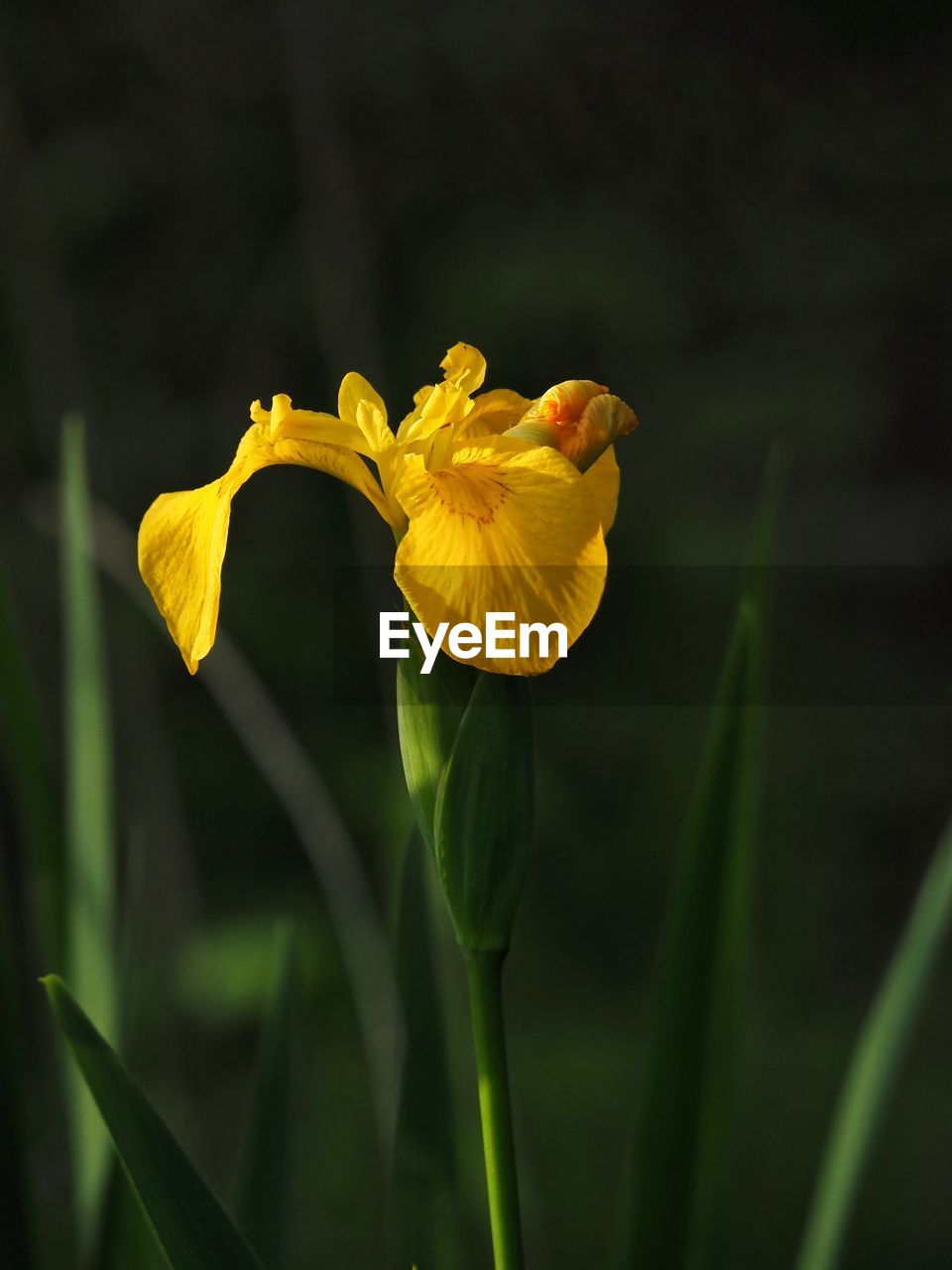 plant, flowering plant, flower, yellow, beauty in nature, freshness, plant stem, fragility, close-up, petal, nature, flower head, growth, green, inflorescence, macro photography, no people, focus on foreground, outdoors, iris, botany, springtime, animal wildlife, blossom