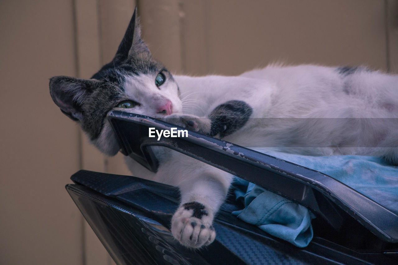 CLOSE-UP OF A CAT ON TABLE