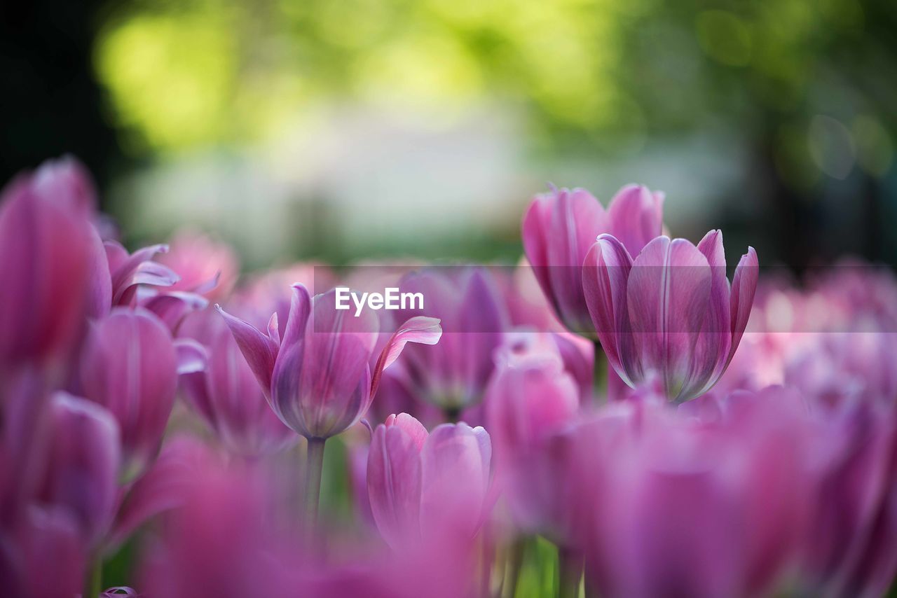 Close-up of pink tulips blooming outdoors