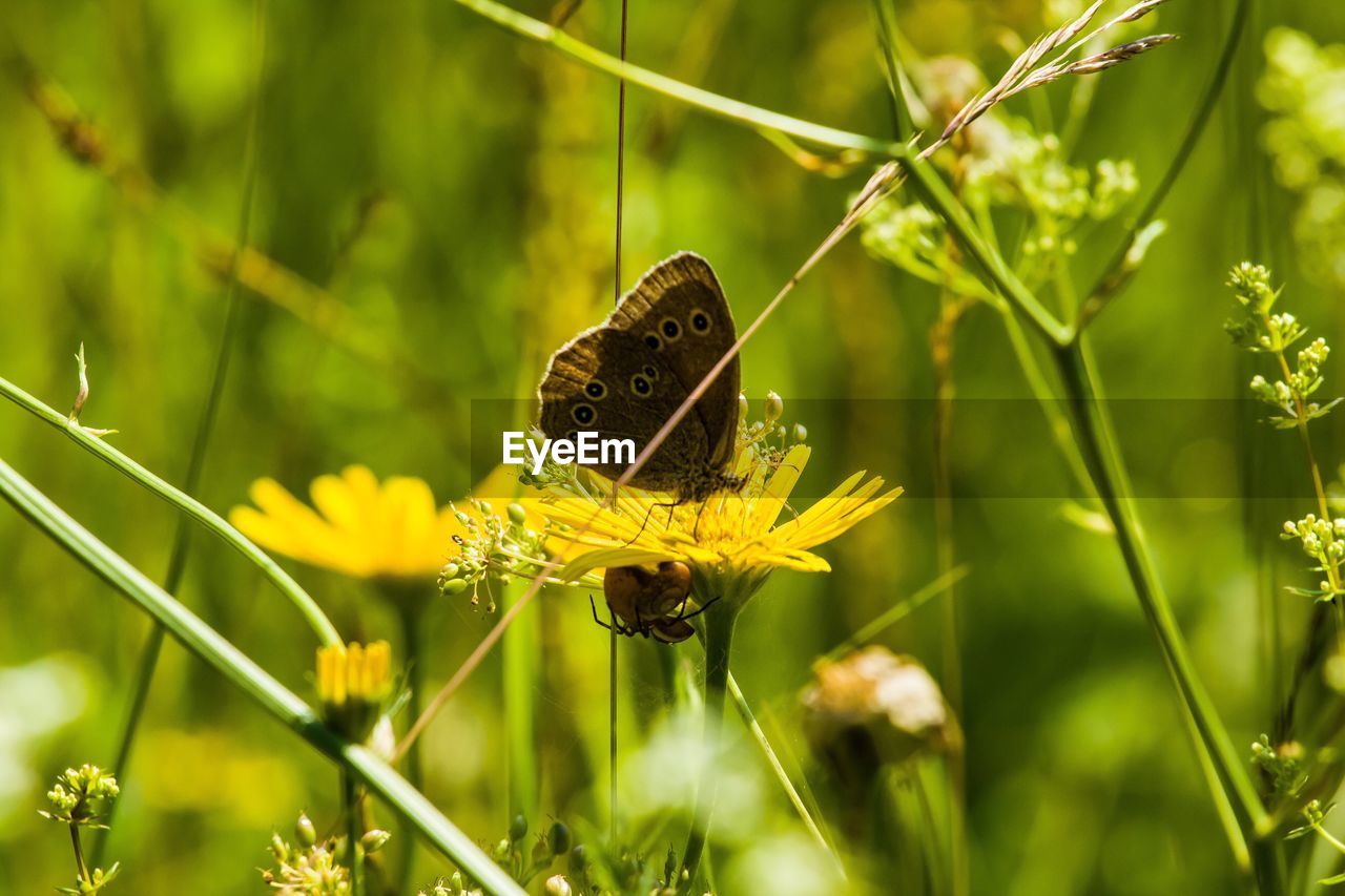BUTTERFLY POLLINATING FLOWER