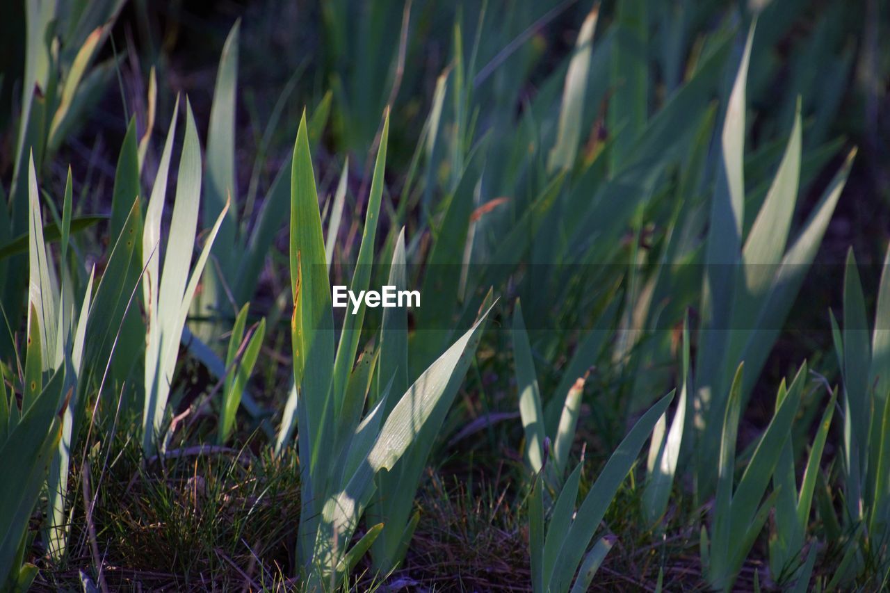 Close-up of plants growing on field