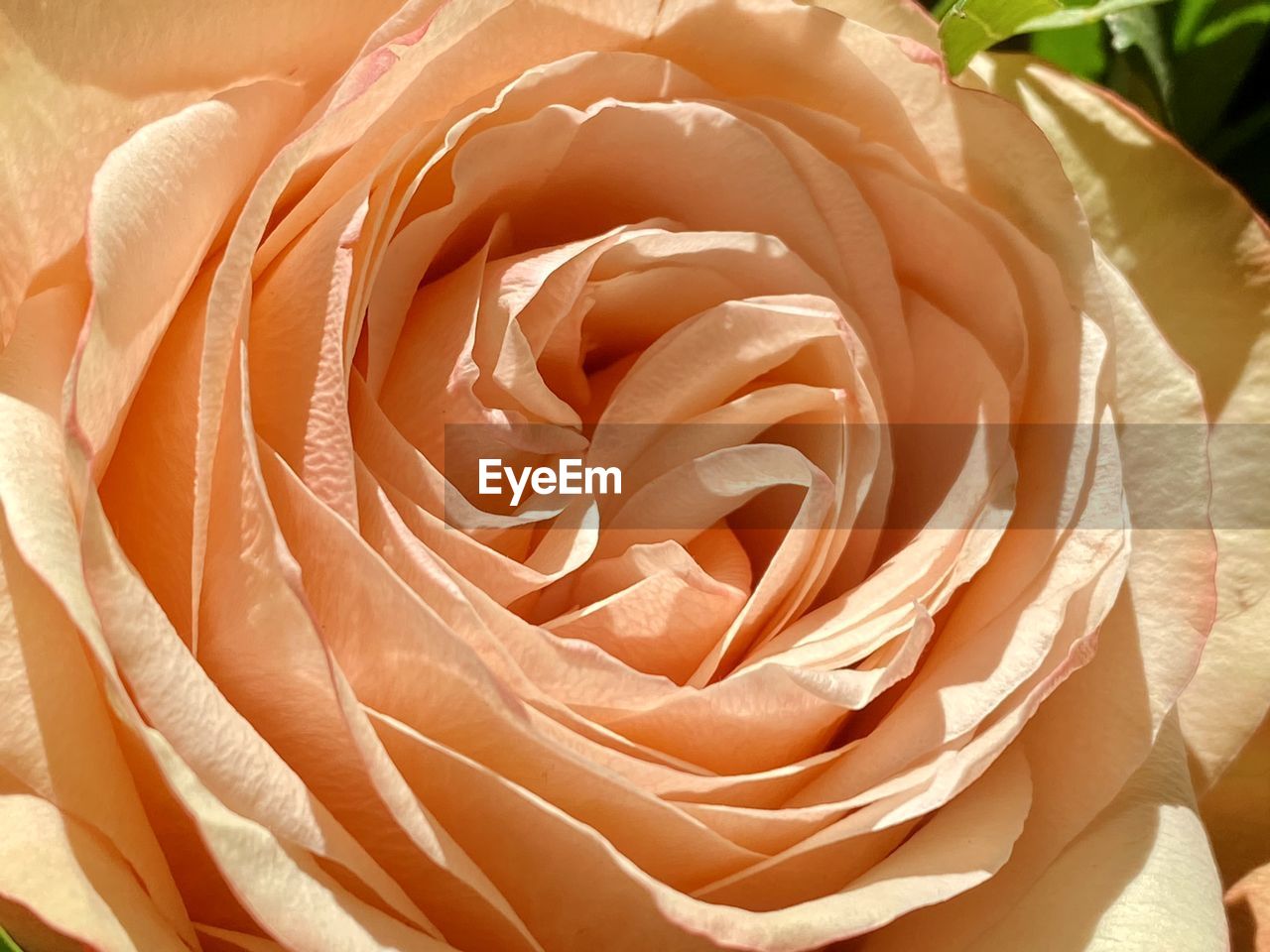 HIGH ANGLE VIEW OF ROSE BOUQUET ON PLANT