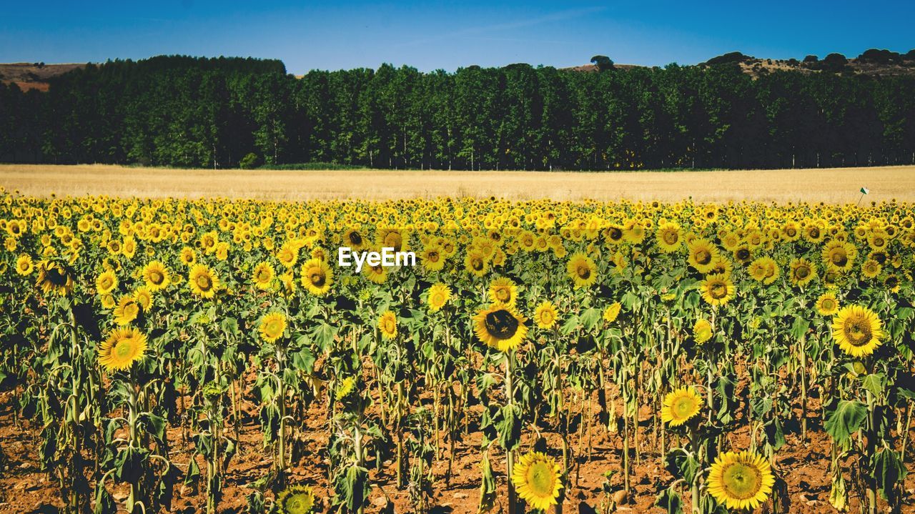 Scenic view of oilseed rape field against sky