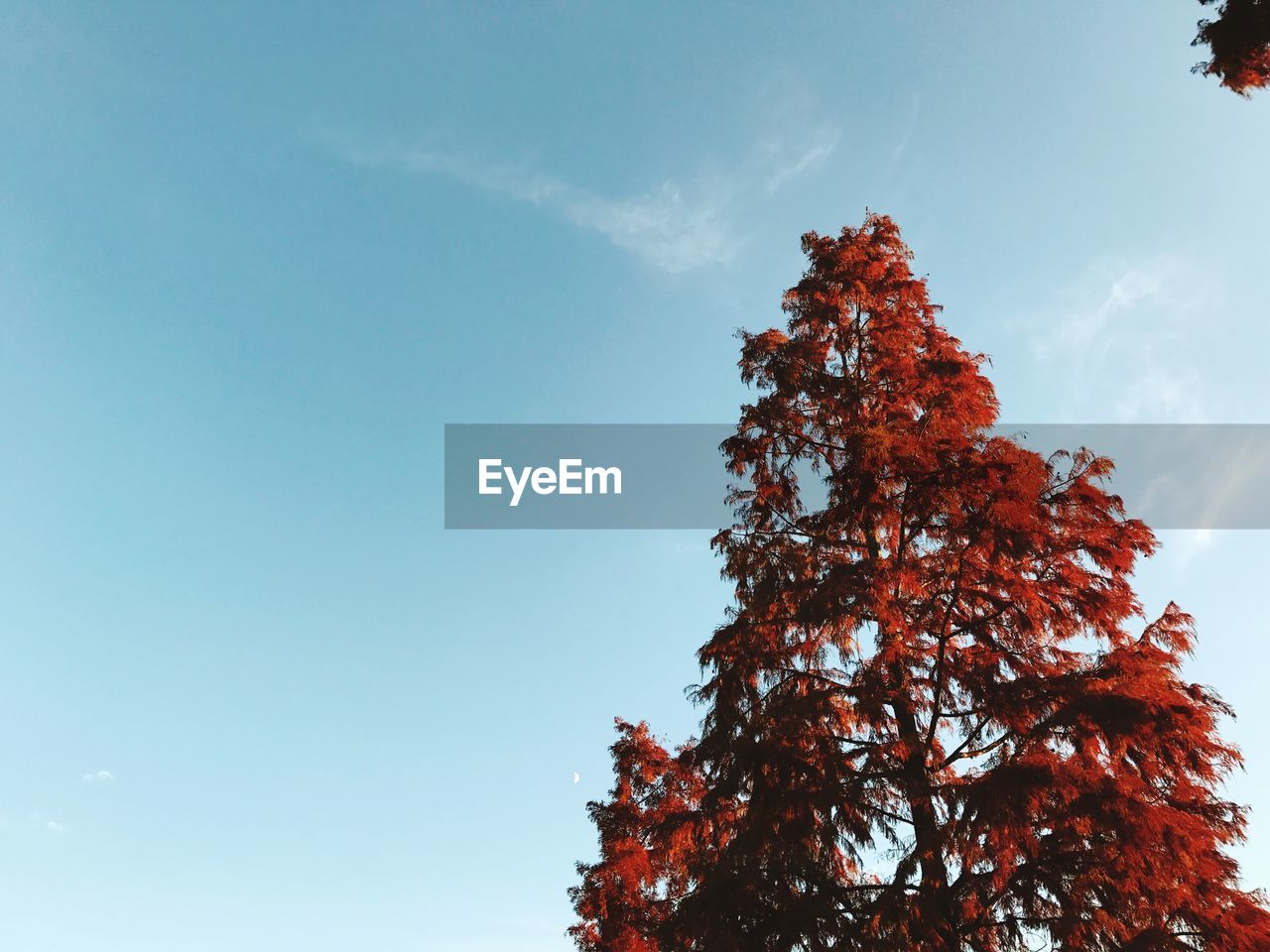 Low angle view of tree against sky