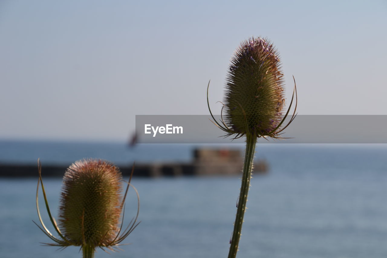 CLOSE-UP OF DANDELION ON FIELD