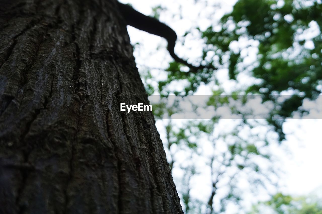 LOW ANGLE VIEW OF TREES AGAINST SKY