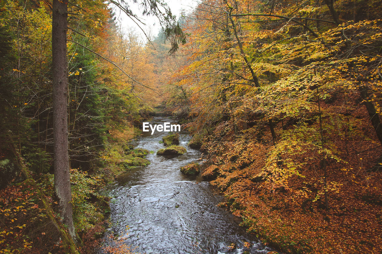 VIEW OF STREAM FLOWING THROUGH FOREST