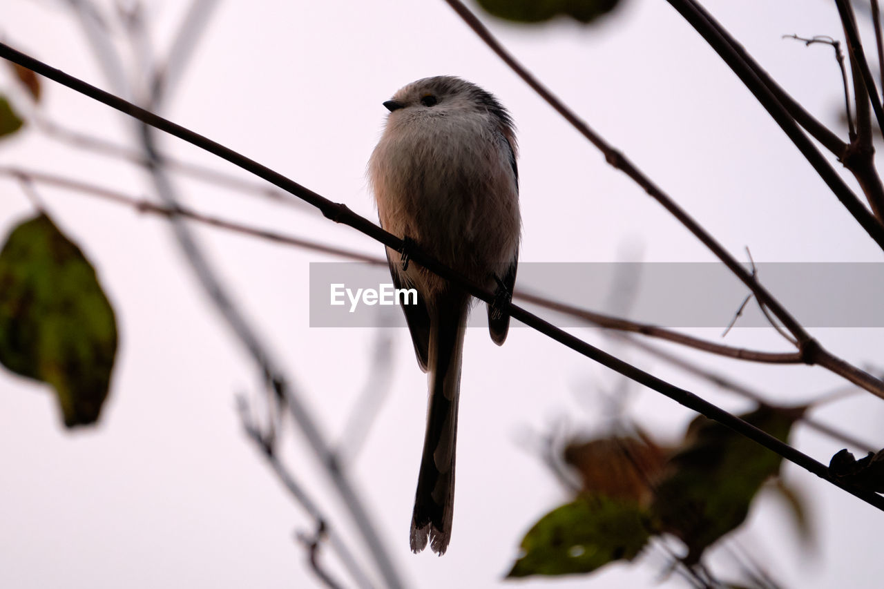 LOW ANGLE VIEW OF BIRD PERCHING ON A BRANCH