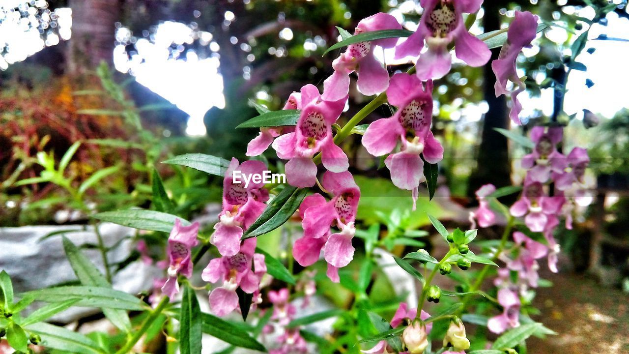 CLOSE-UP OF PINK FLOWERS BLOOMING IN PARK