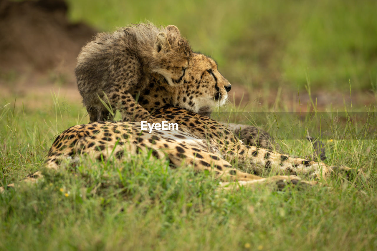 Cub climbs on cheetah lying on grass