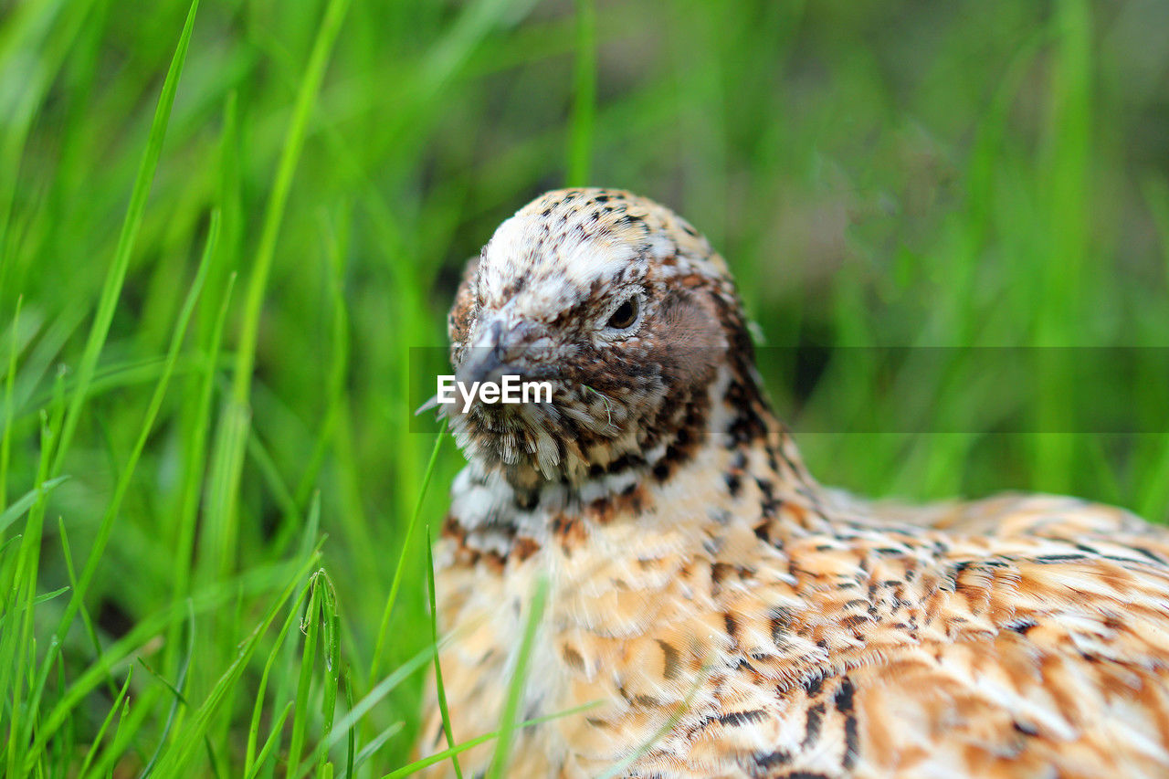 Portrait of a laying quail in green grass