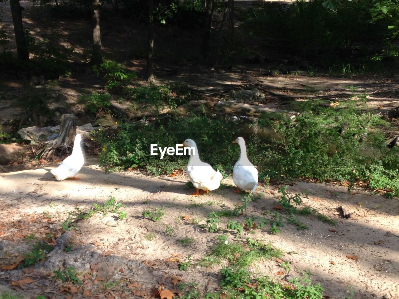 DUCKS IN A FIELD