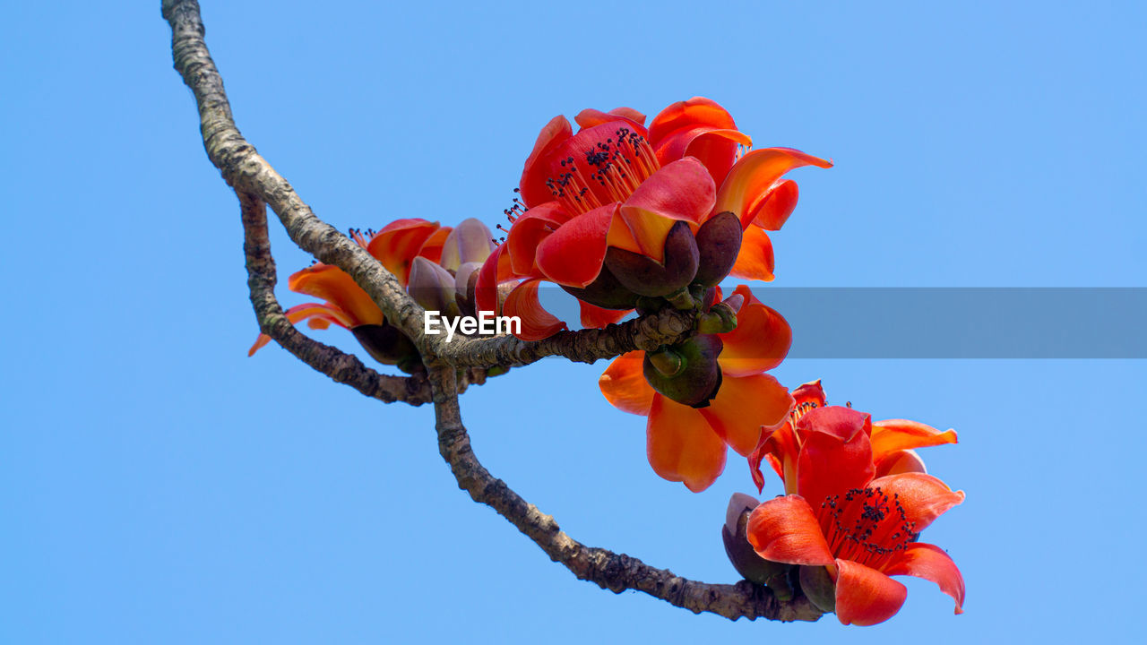 LOW ANGLE VIEW OF RED FLOWERING PLANT AGAINST CLEAR SKY