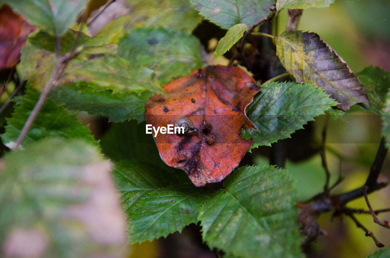 CLOSE-UP OF GREEN LEAF