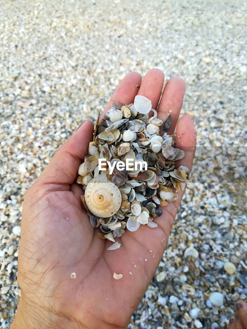 HIGH ANGLE VIEW OF PERSON HAND HOLDING PEBBLES ON BEACH