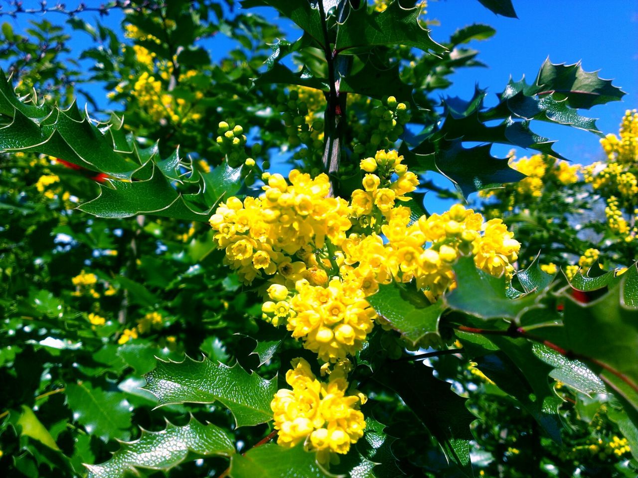 CLOSE-UP OF YELLOW FLOWERS BLOOMING IN PARK