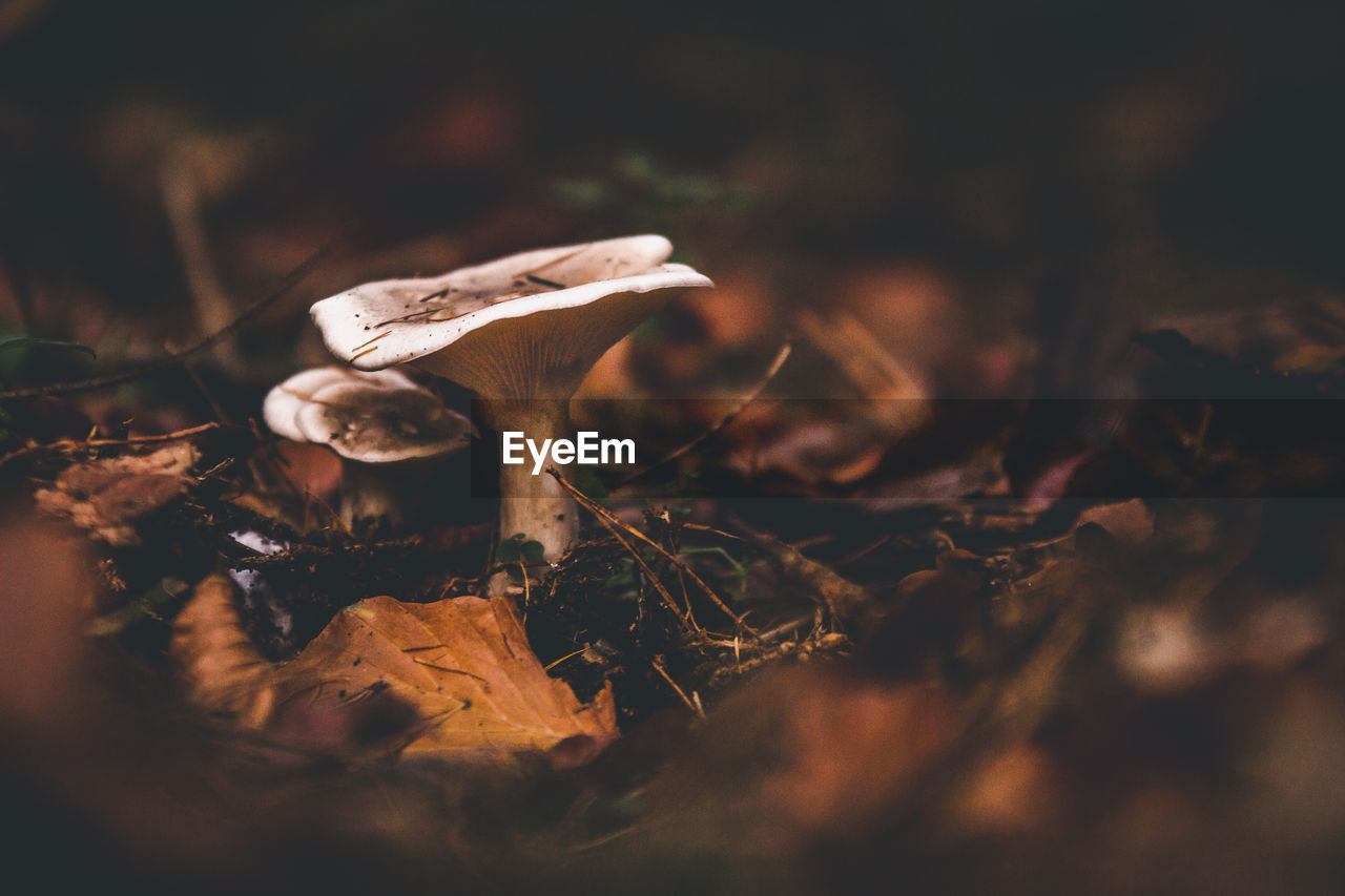 Close-up of dry autumn leaf