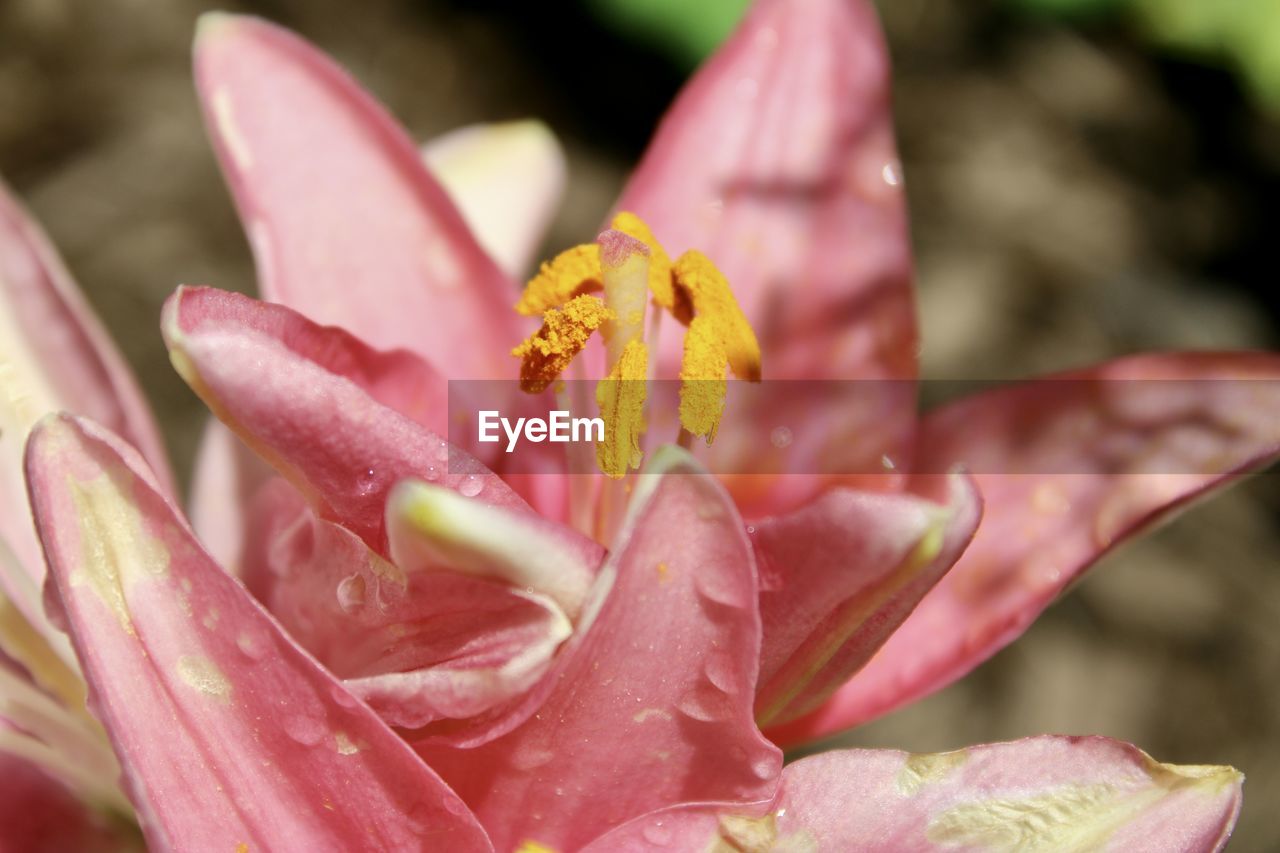 flower, flowering plant, plant, beauty in nature, freshness, pink, petal, close-up, nature, fragility, flower head, macro photography, growth, blossom, inflorescence, water, drop, no people, pollen, outdoors, focus on foreground, springtime, magenta, wet, botany, stamen, day, lily, selective focus, macro