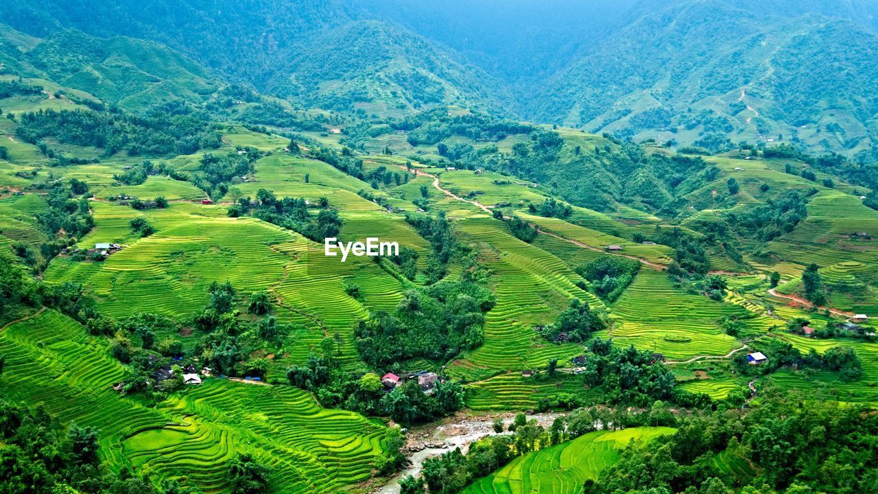 HIGH ANGLE VIEW OF VINEYARD