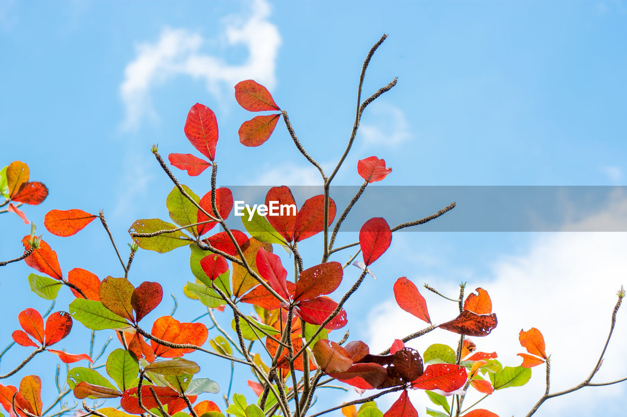 LOW ANGLE VIEW OF FRESH PLANT AGAINST SKY