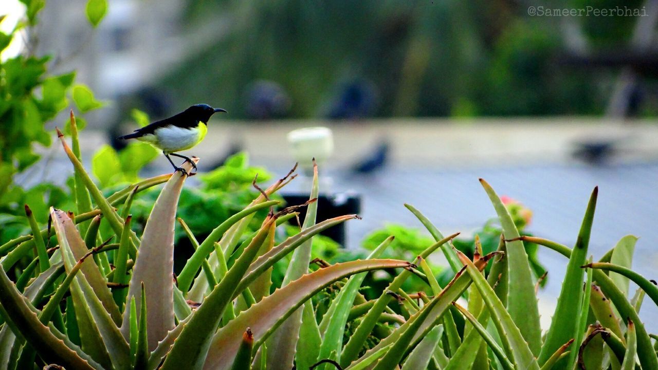 CLOSE-UP OF BIRD PERCHING ON LEAF