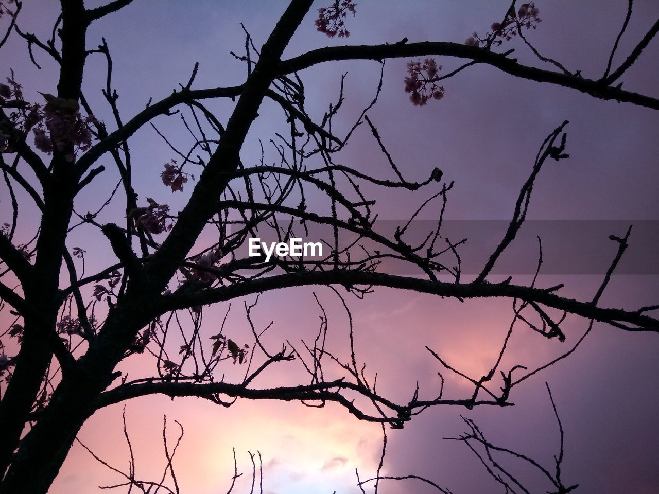 LOW ANGLE VIEW OF PINK BRANCHES AGAINST SKY