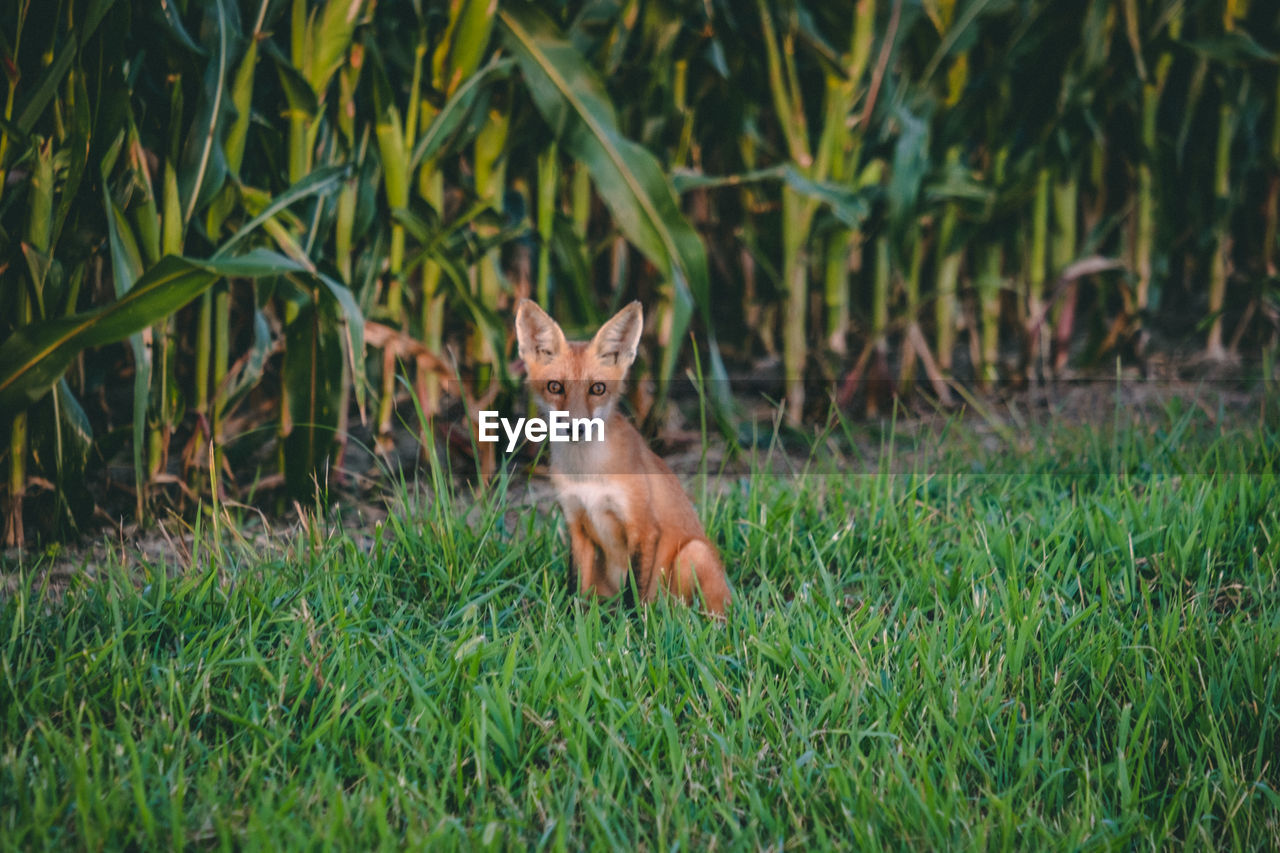 Portrait of a fox on field
