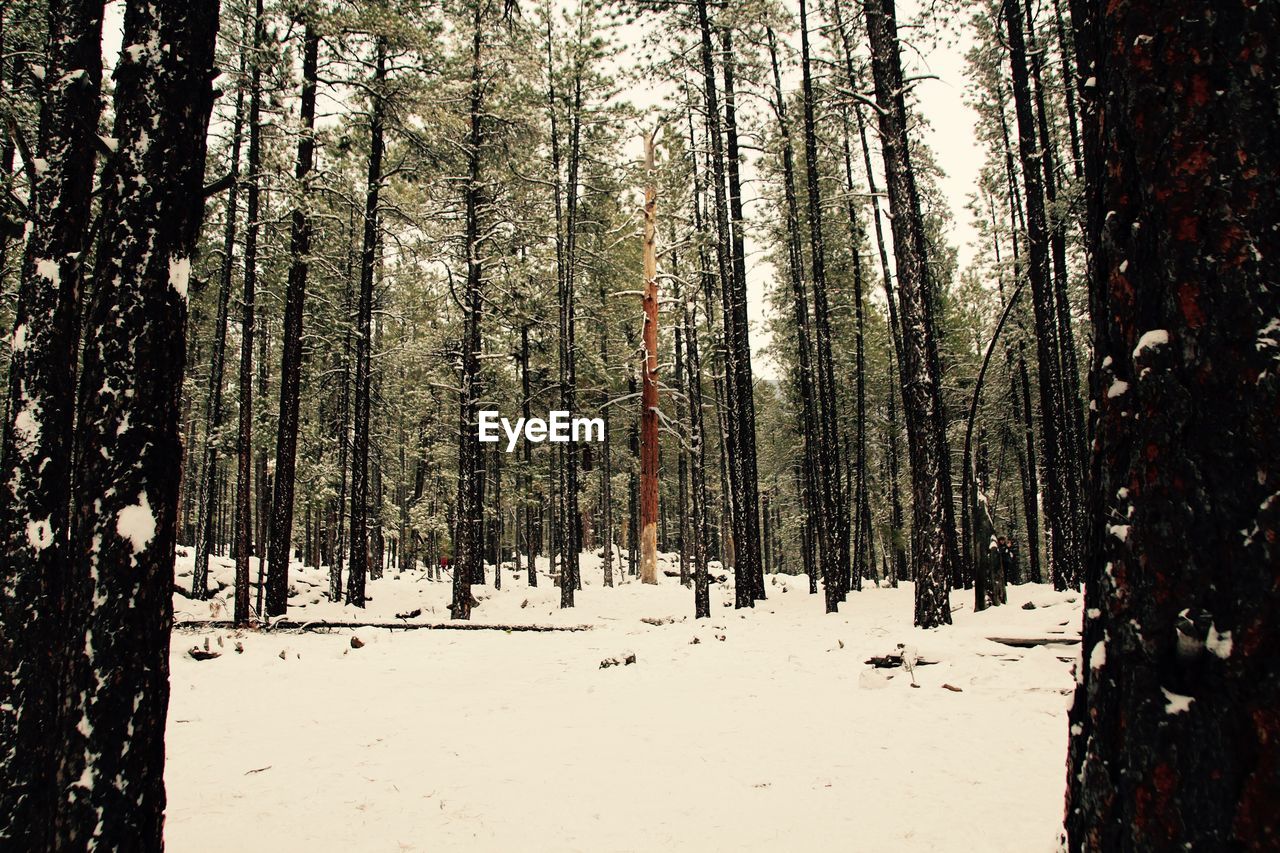 PANORAMIC SHOT OF TREES ON SNOW COVERED FOREST