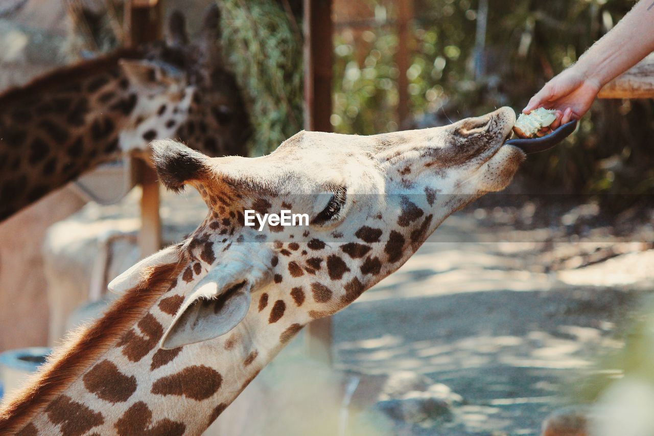 Cropped image of hand feeding giraffe at santa barbara zoo