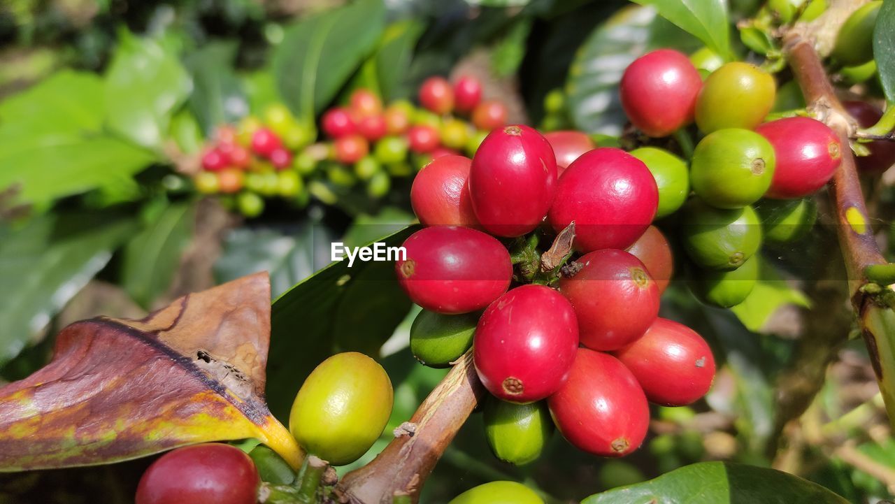 food and drink, food, fruit, healthy eating, plant, freshness, leaf, plant part, tree, nature, flower, growth, red, agriculture, produce, shrub, close-up, wellbeing, no people, branch, outdoors, green, beauty in nature, ripe, land, crop, landscape, juicy, day, environment, water, summer, lingonberry, macro photography, evergreen, focus on foreground, organic