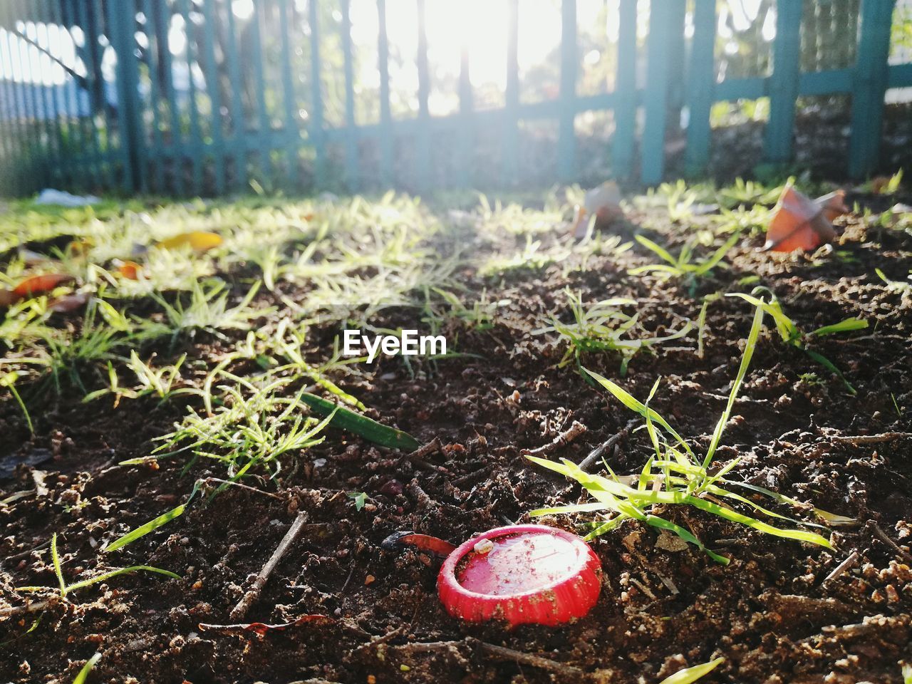 CLOSE-UP OF PLANTS ON FIELD