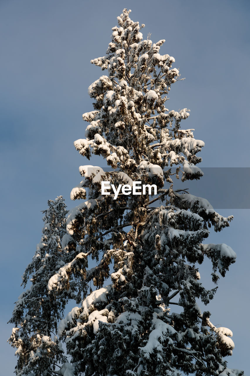 LOW ANGLE VIEW OF FROZEN TREE AGAINST SKY