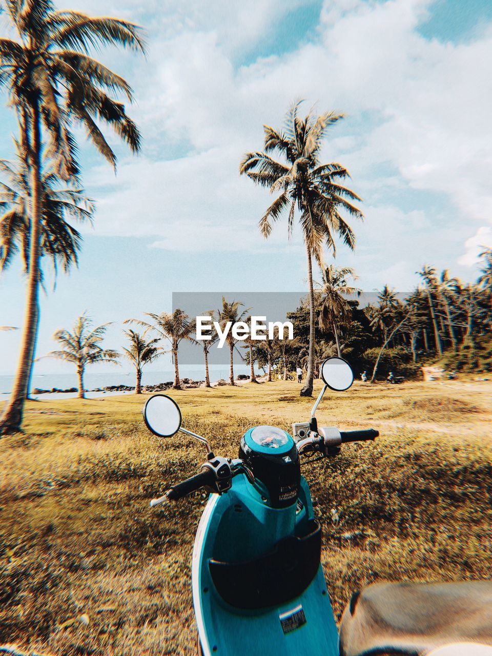 PALM TREE ON FIELD AGAINST SKY