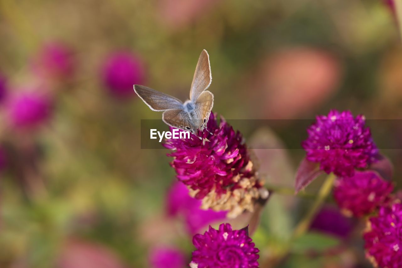 CLOSE-UP OF BUTTERFLY POLLINATING ON FLOWER