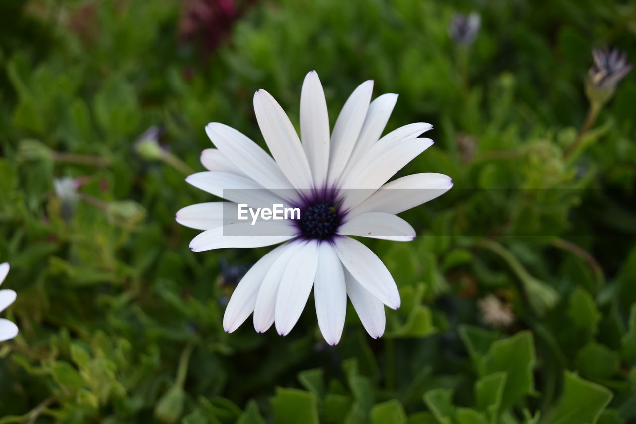 CLOSE-UP OF FRESH PURPLE FLOWER BLOOMING IN NATURE