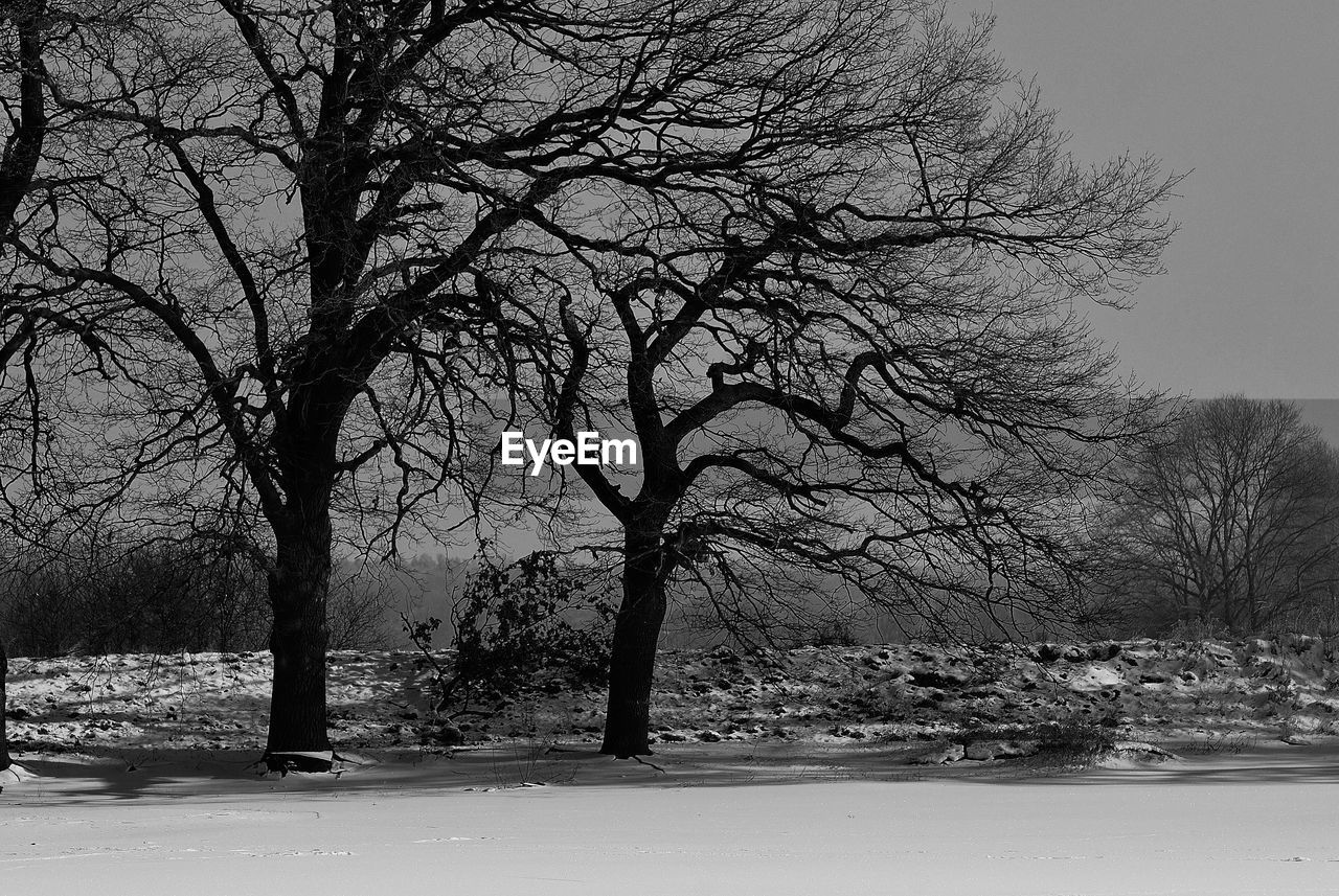 BARE TREE ON SNOW COVERED LAND