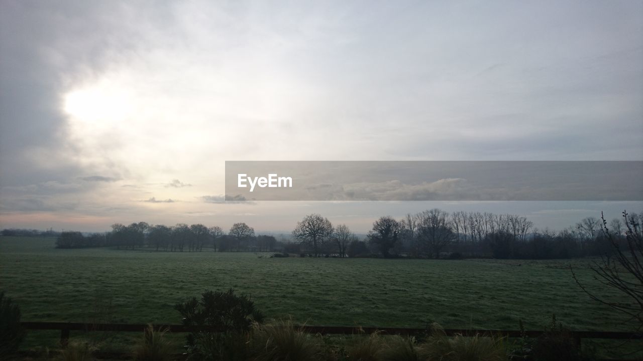 TREES ON GRASSY FIELD AGAINST CLOUDY SKY