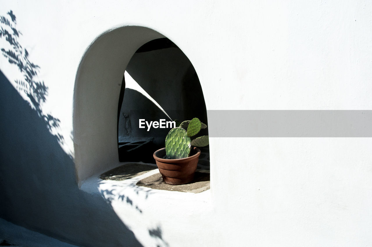 CLOSE-UP POTTED PLANT