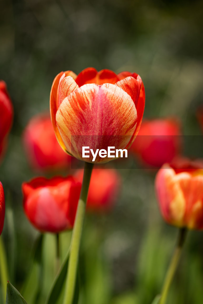 Close-up of red tulips on field