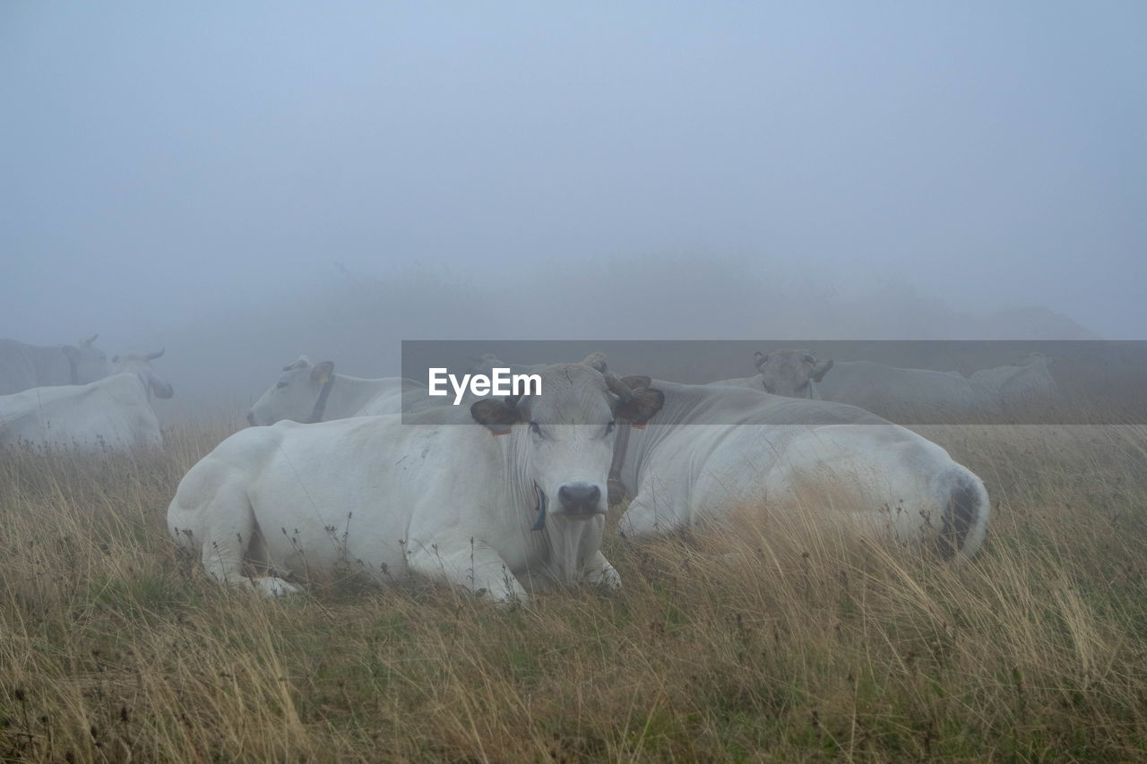 Cow in a field with fog