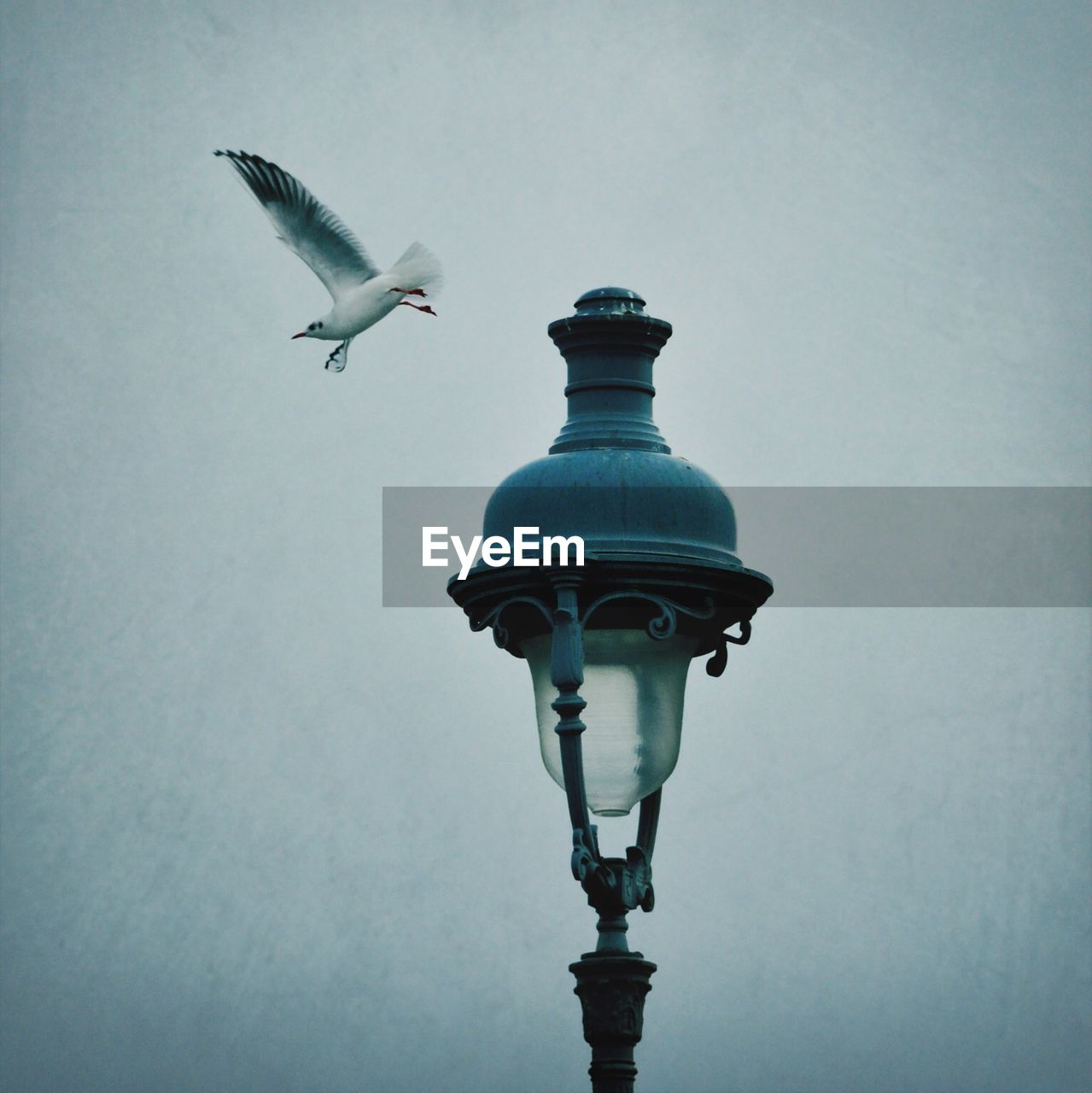 Low angle view of a flying bird and street lamp against clear blue sky